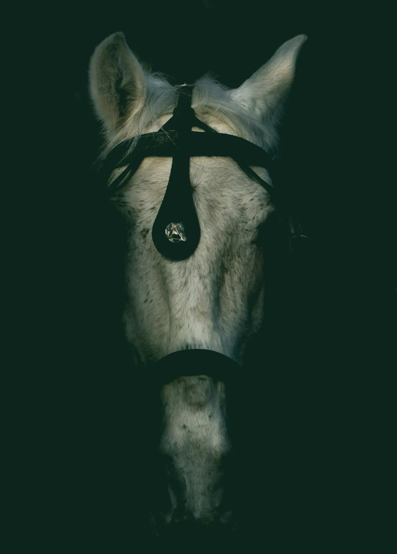 A grey Arabian horse in a dark stable, lit from above